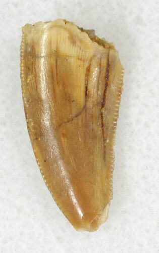 Raptor Tooth From Morocco - #21299